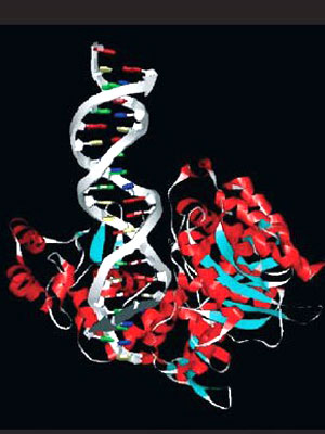 Взаимодействие молекулы ДНК с энзимом Fok-1